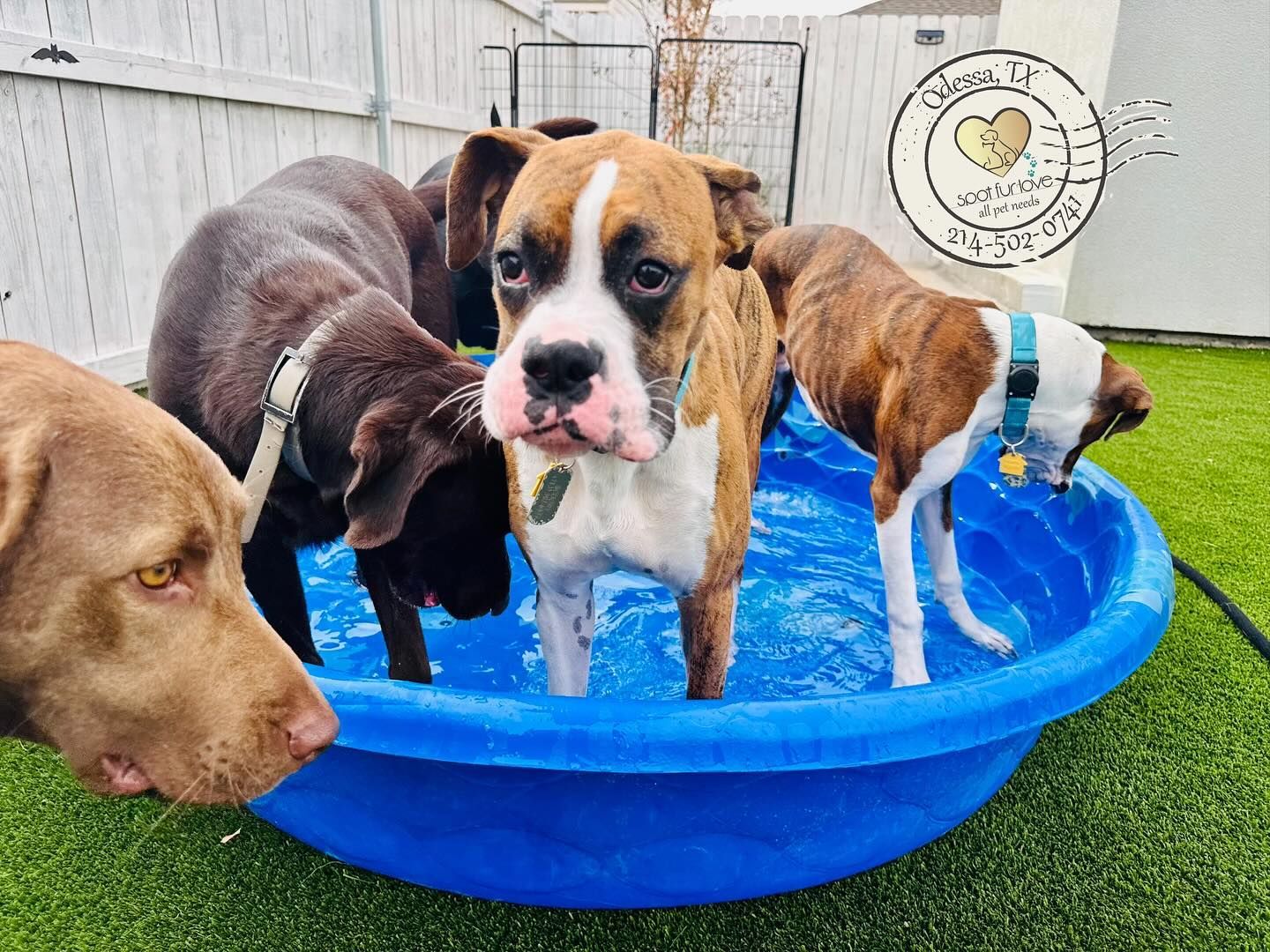 Dogs in a blue kiddie pool on green grass. One boxer stares ahead; others look on.