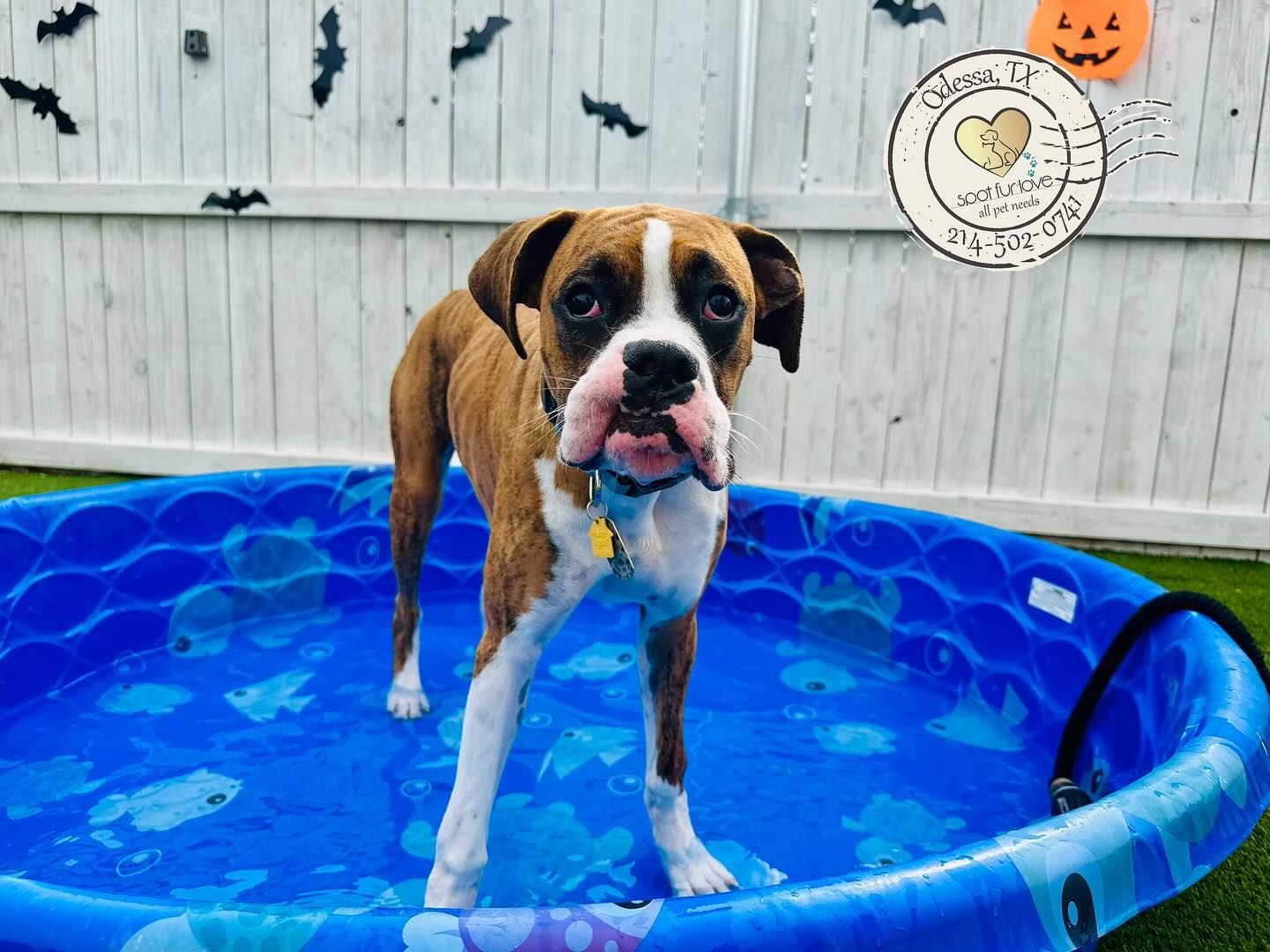 Boxer dog in a blue kiddie pool, looking forward with a slight smile. Halloween decorations are in the background.
