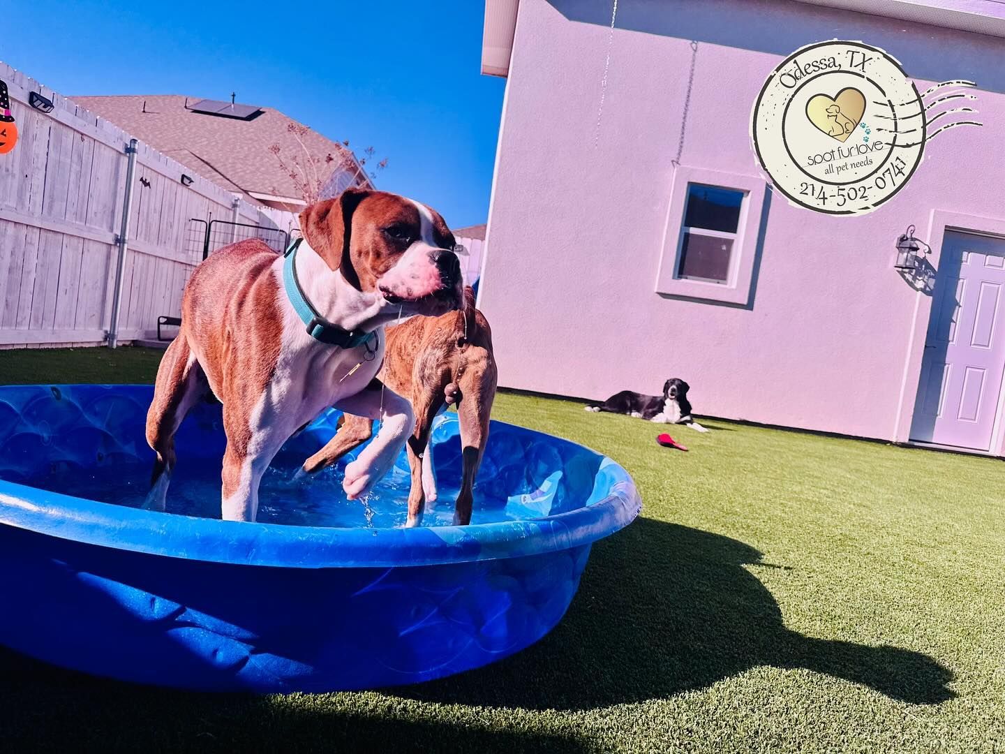 Dog standing in a blue kiddie pool on a green lawn, building in the background.