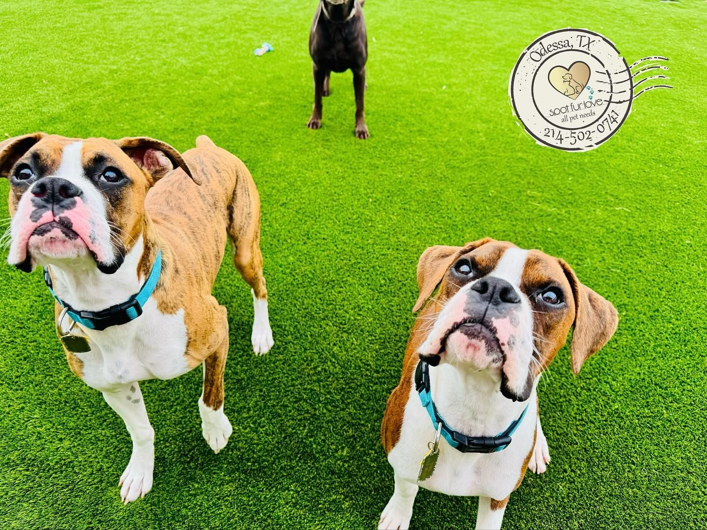 Three dogs on green grass, two boxer dogs looking up, one brown dog standing in the background.