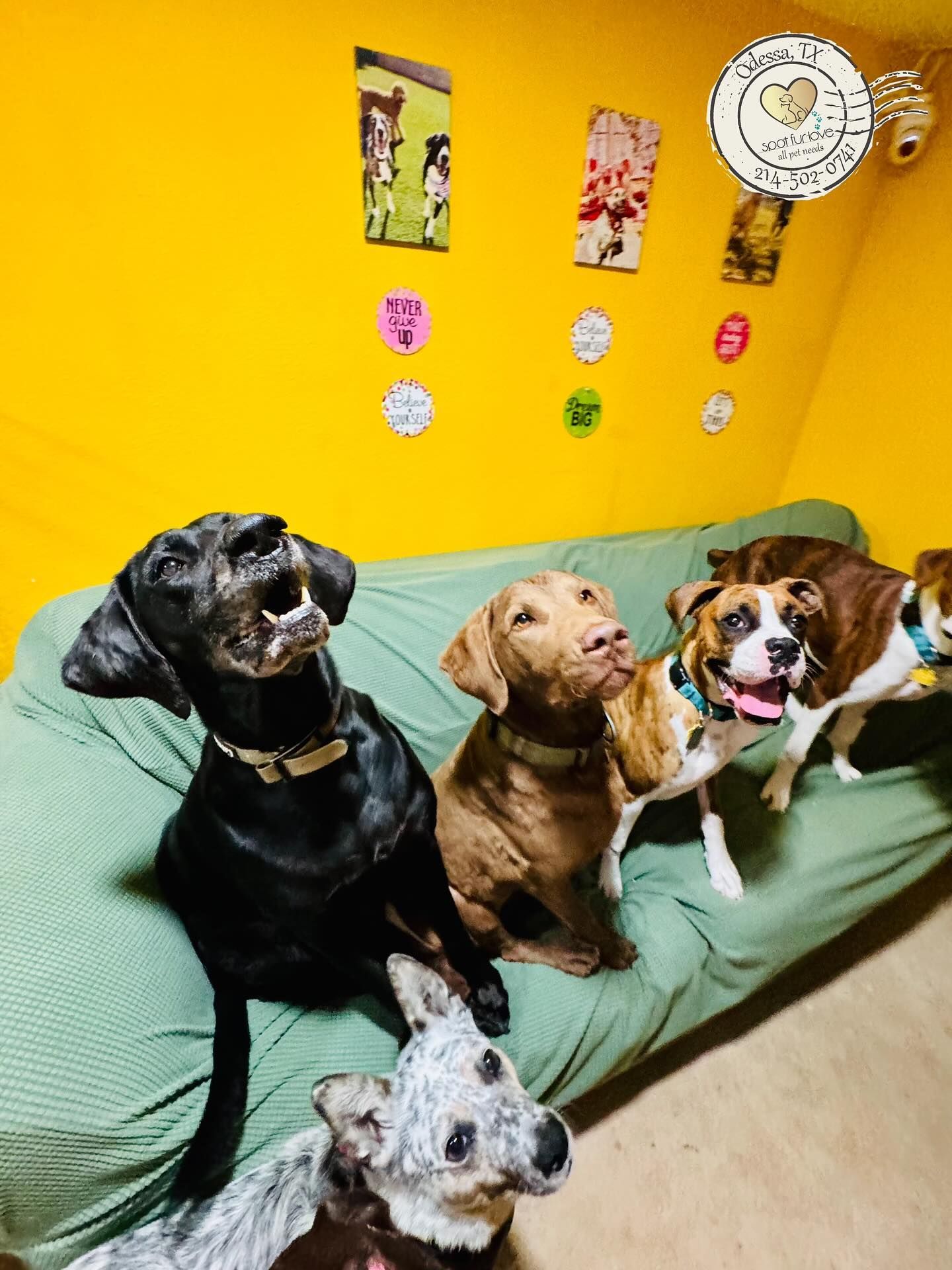 Five dogs on a green couch, a black dog barks. Yellow wall with decor.