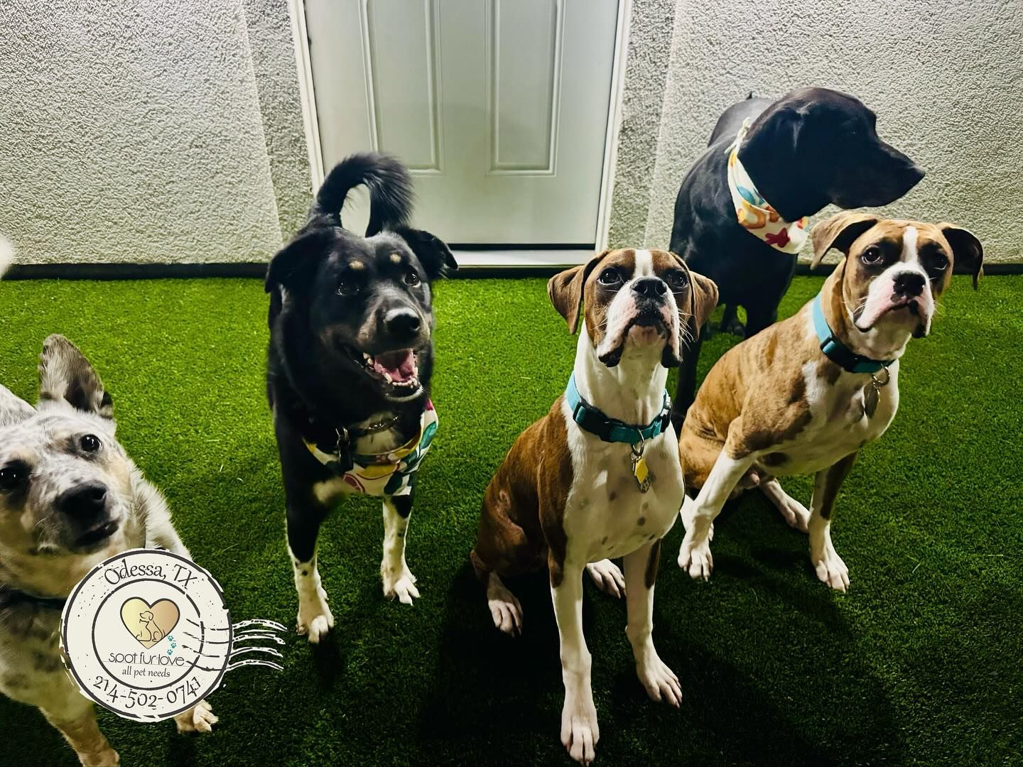 Five dogs of various breeds sit on green turf in front of a white door.