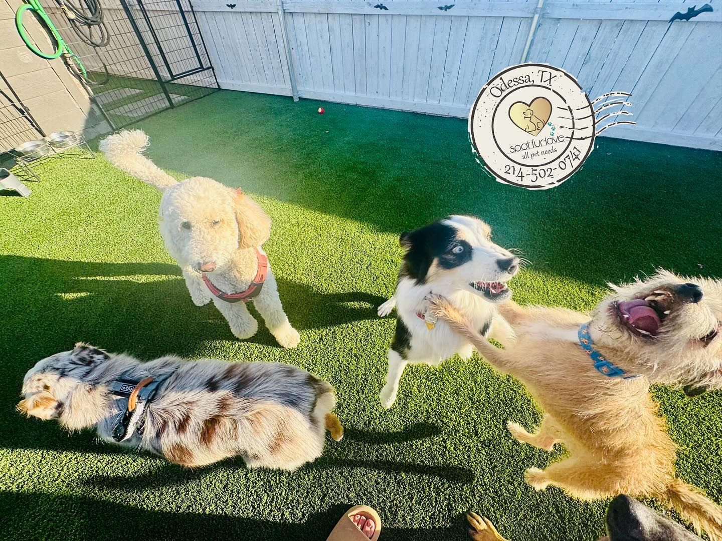 Four dogs playing on green turf in a fenced yard; one jumps, others watch.