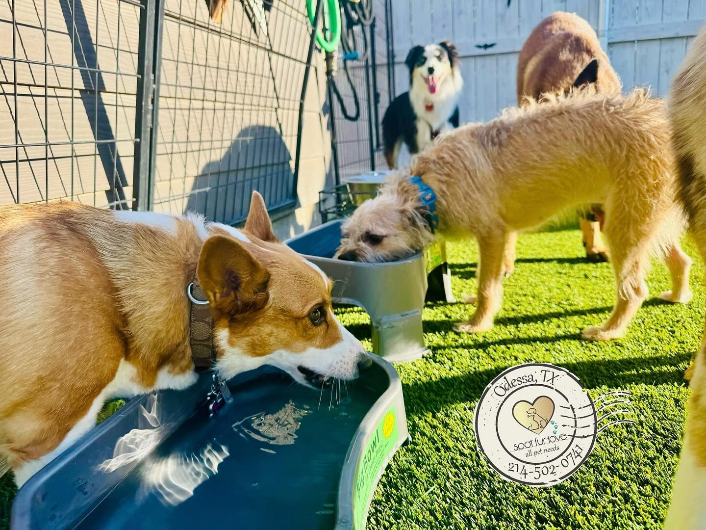Several dogs drinking water outdoors. Green grass, a fence, and other dogs are visible.