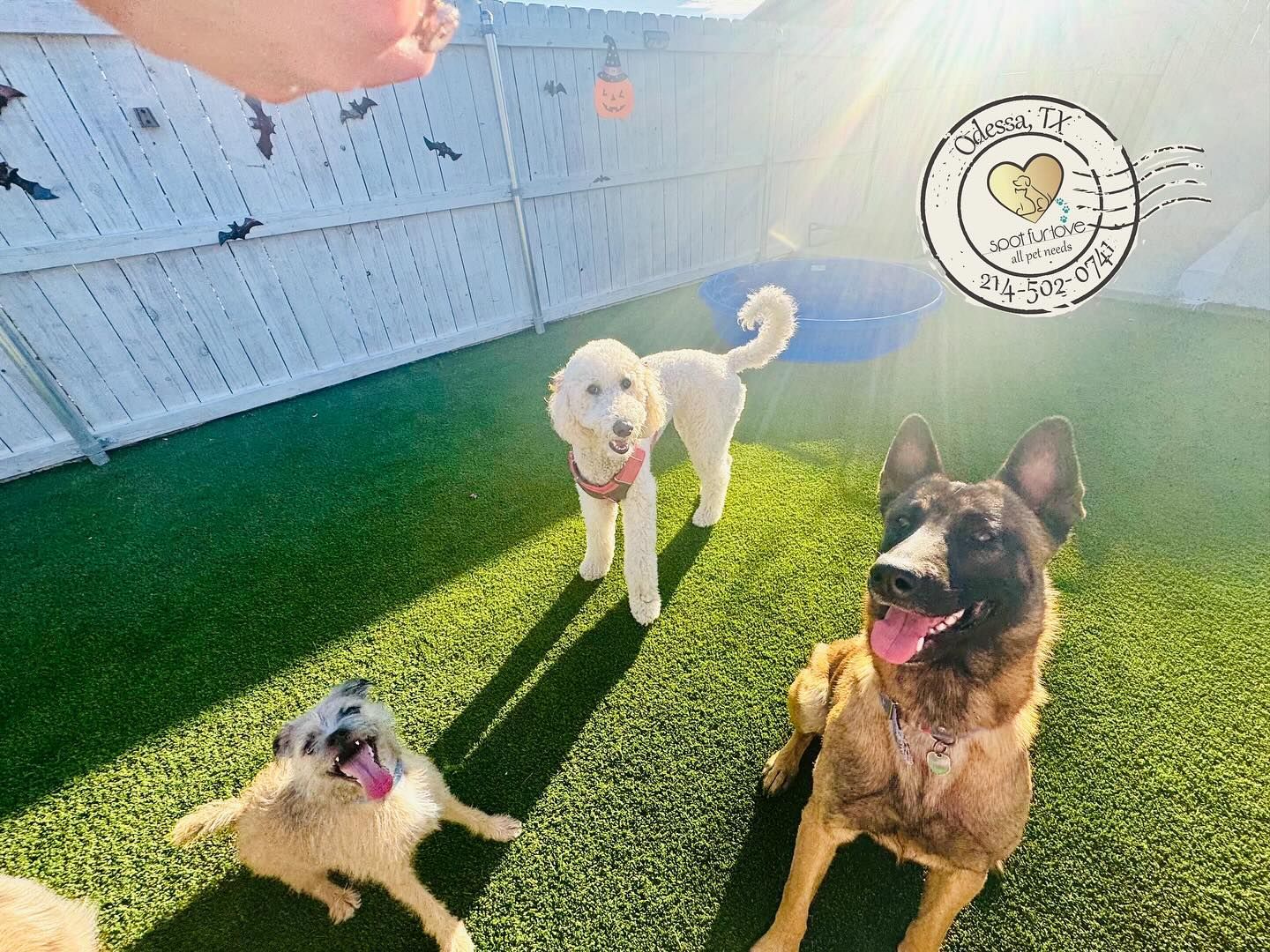 Three dogs in a sunny yard, one golden poodle and two with brown fur. A hand holds a treat.