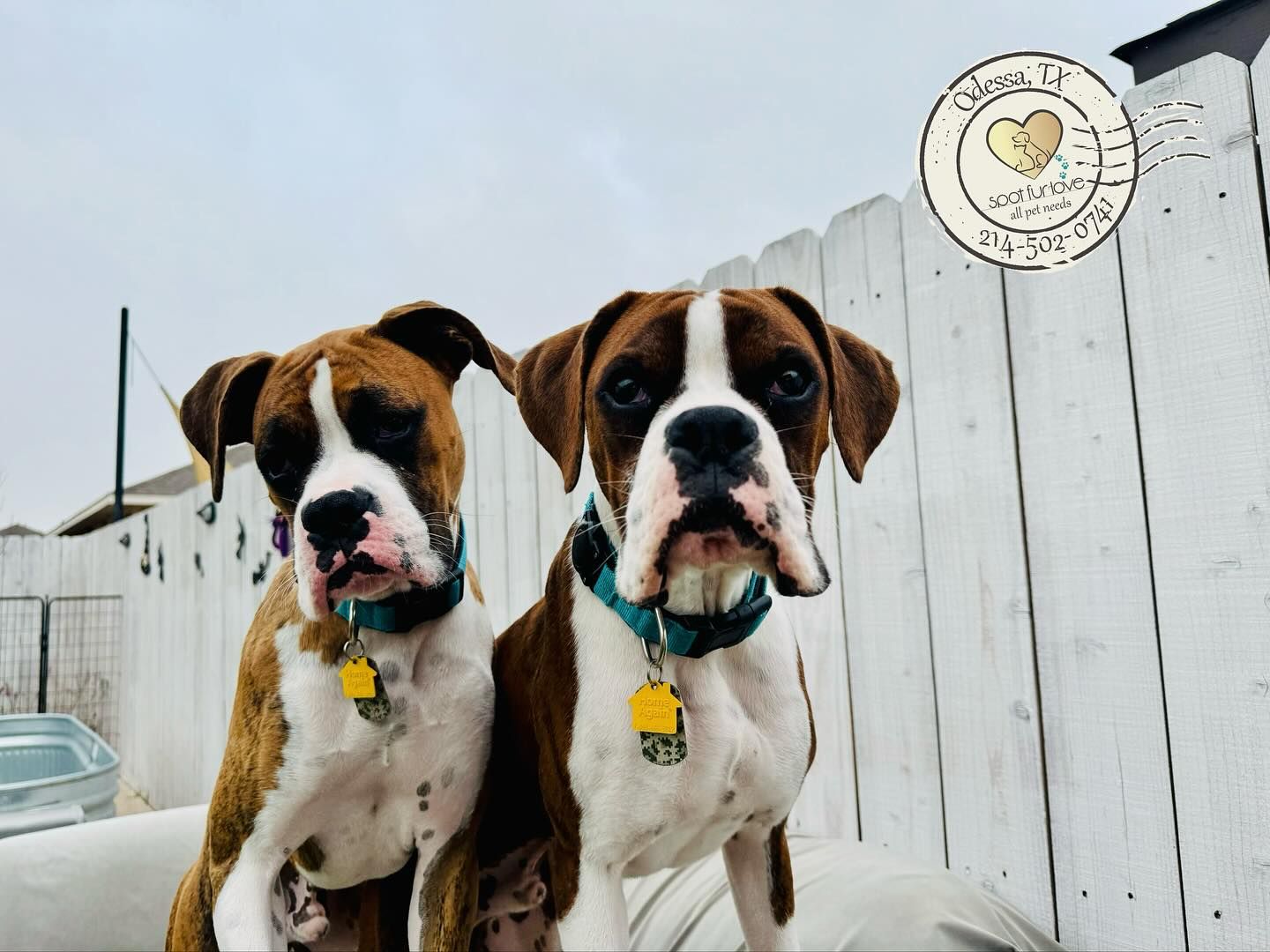 Two Boxer dogs, brown and white, wearing collars, sit side-by-side, looking at the camera outdoors.