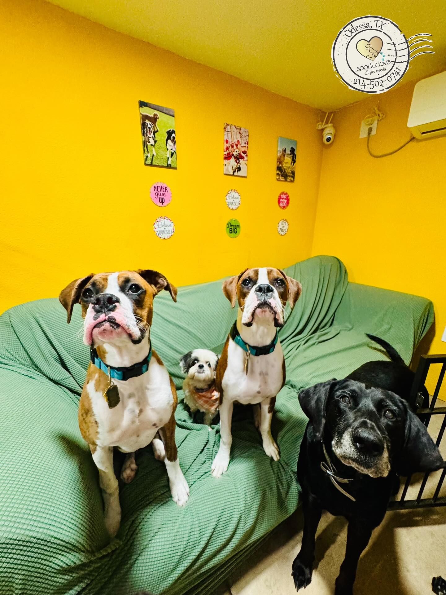 Four dogs sitting on a green couch in a yellow room; two boxers, a Shih Tzu, and a black dog.