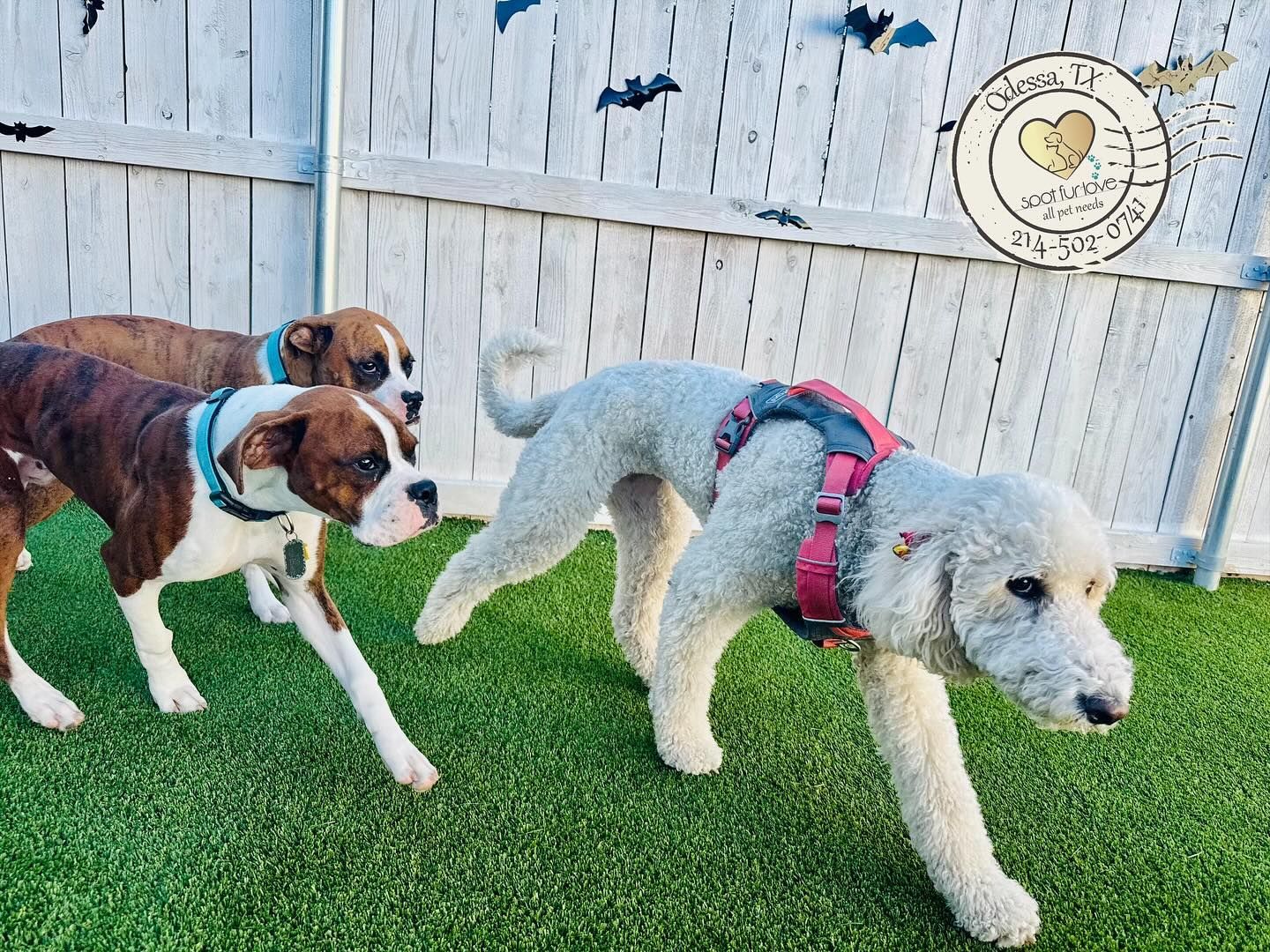 Three dogs in a fenced yard; one brown, one white, and one boxer, walking on green turf.