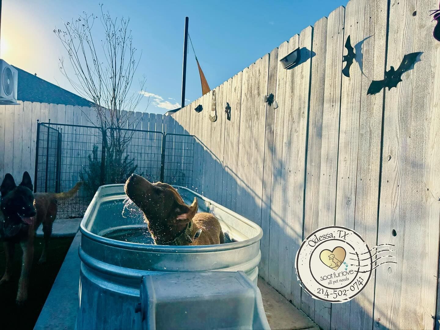 Dog in a metal tub, splashing water outside. Other dogs and a wooden fence are in the background.