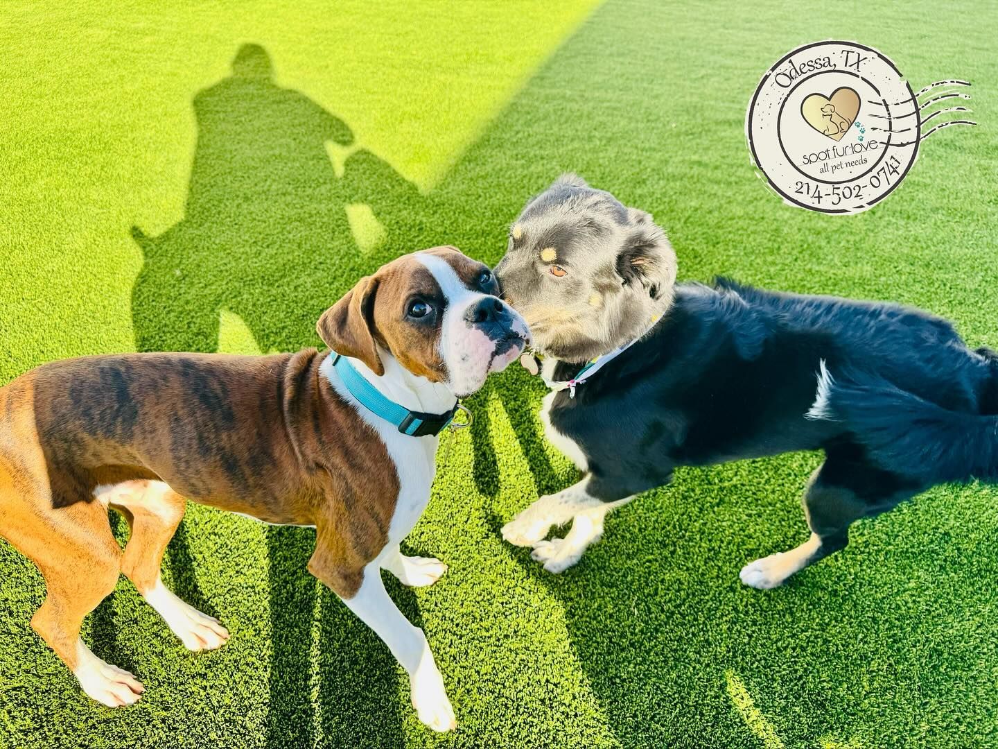 Two dogs playing on green turf in sunlight. One is brindle and white, the other is black and white.