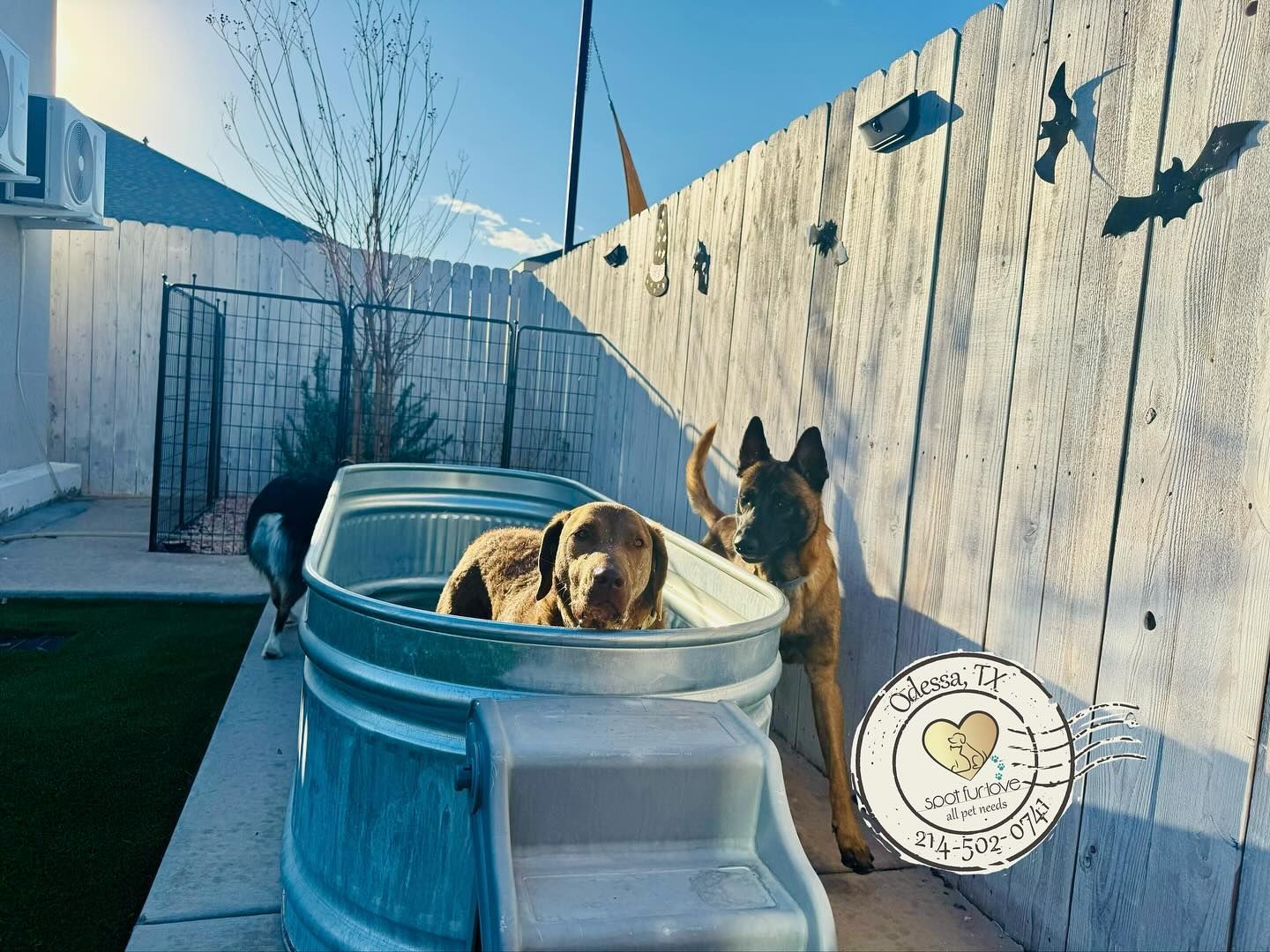Dogs in a metal tub in a fenced yard. One dog sits in the tub; another stands beside it.