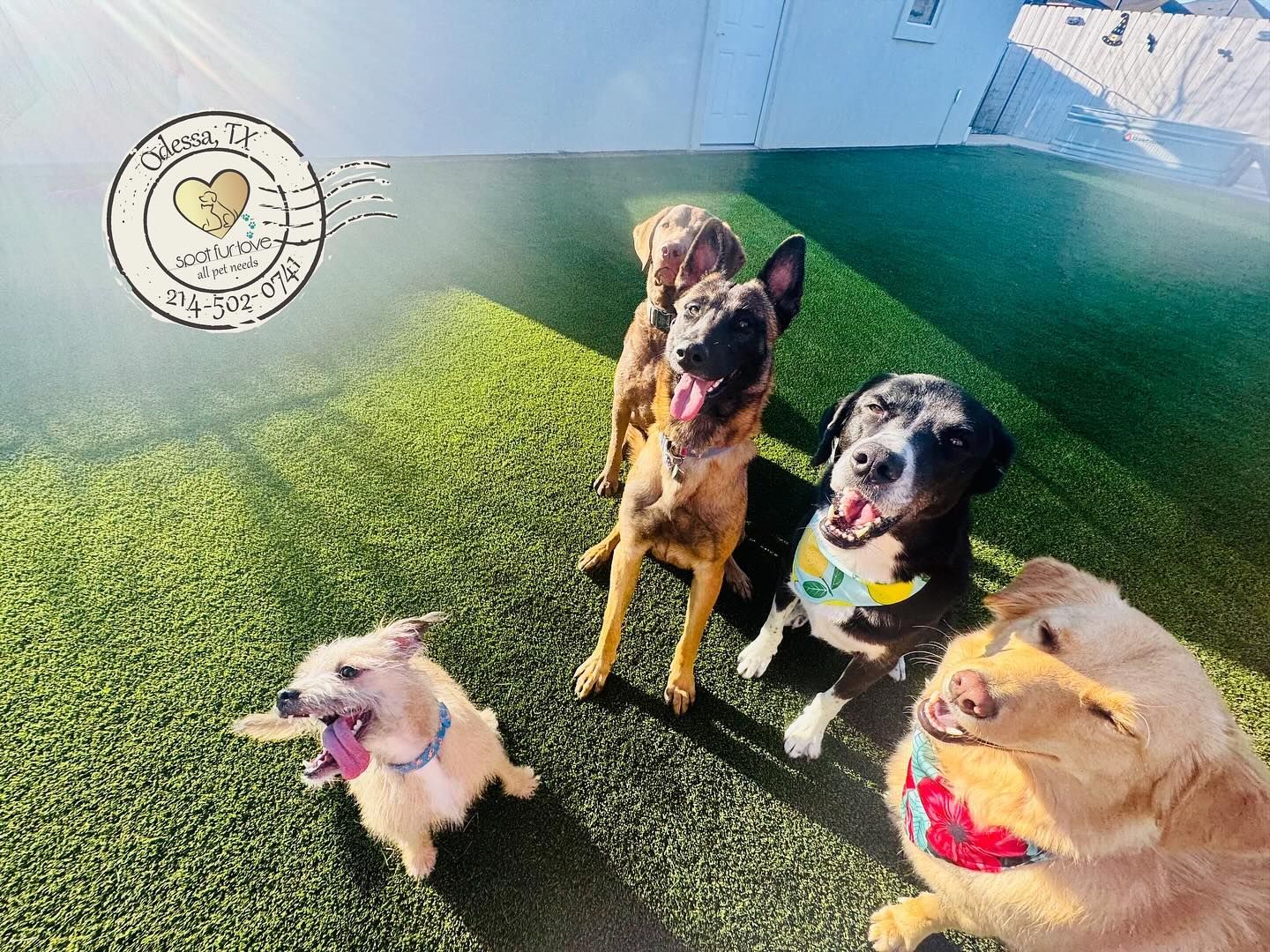 Five dogs with happy expressions on green turf.