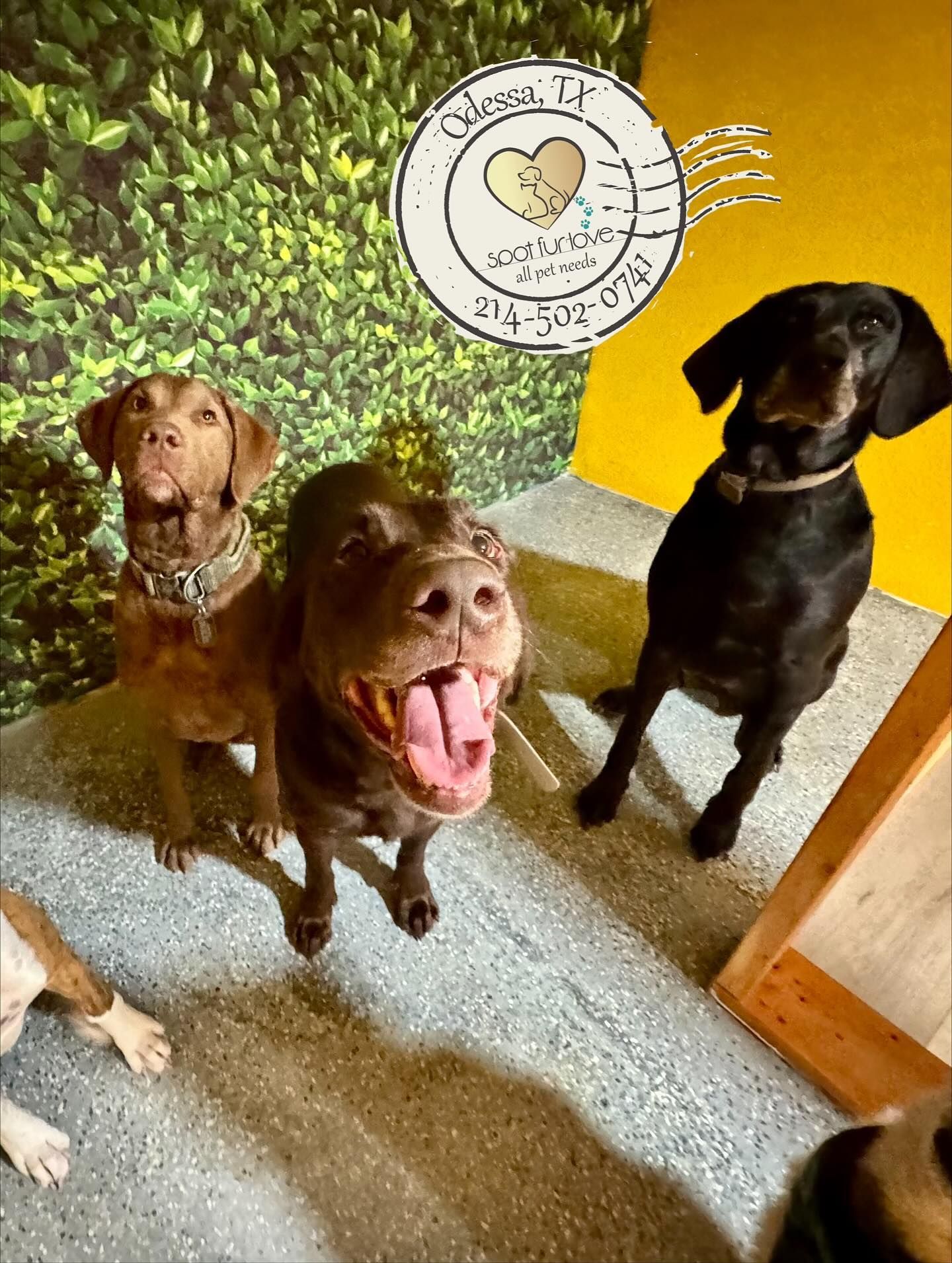 Three dogs indoors: two brown, one black. One brown dog smiles widely; another looks up.