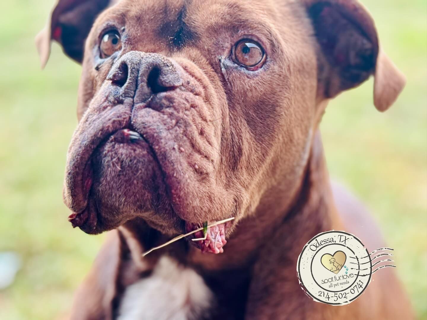 Brown bulldog with a grass blade in its mouth, outdoors.