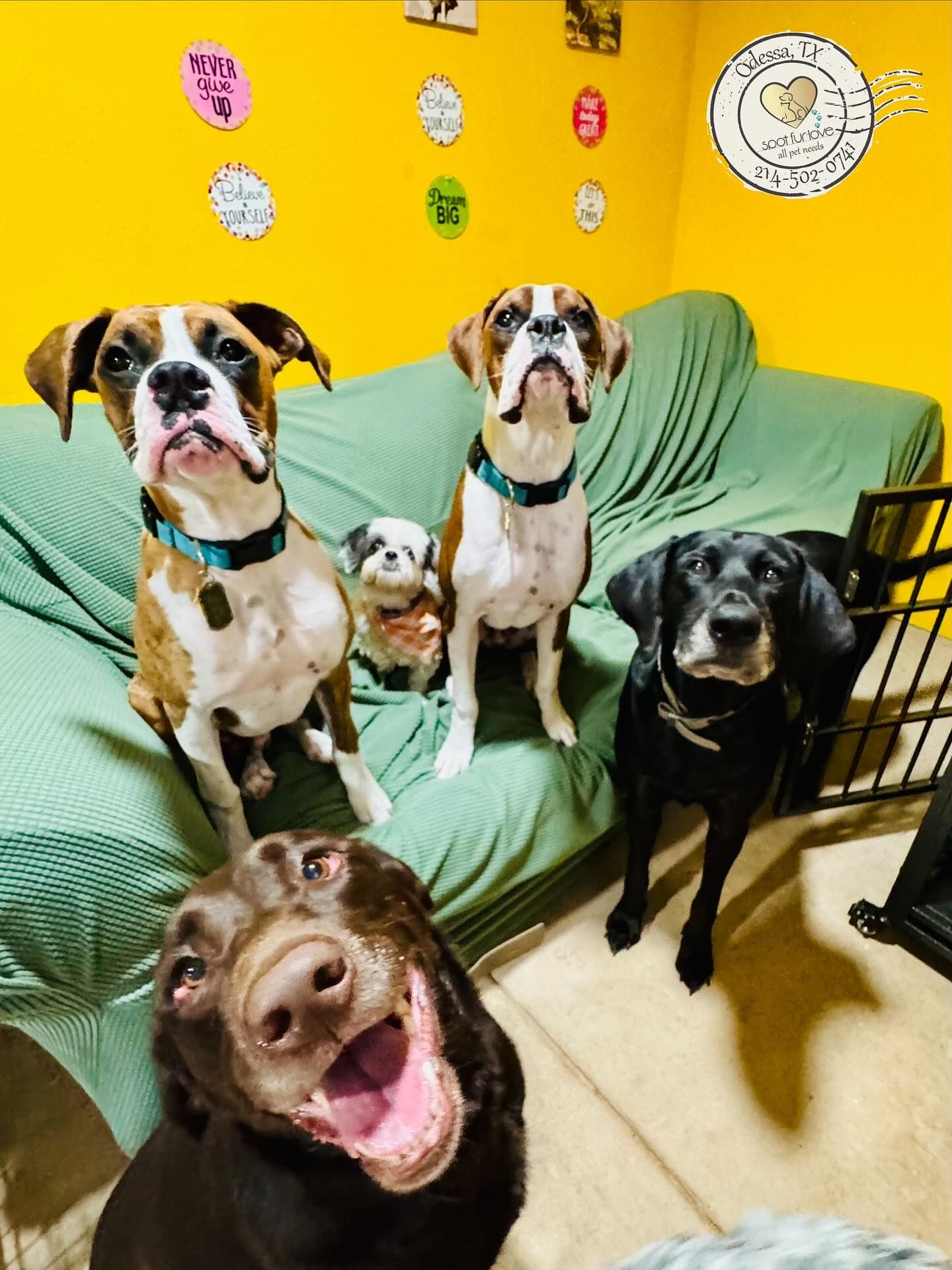 Five dogs of various breeds on and around a green couch, one smiling directly at the camera. Yellow wall background.