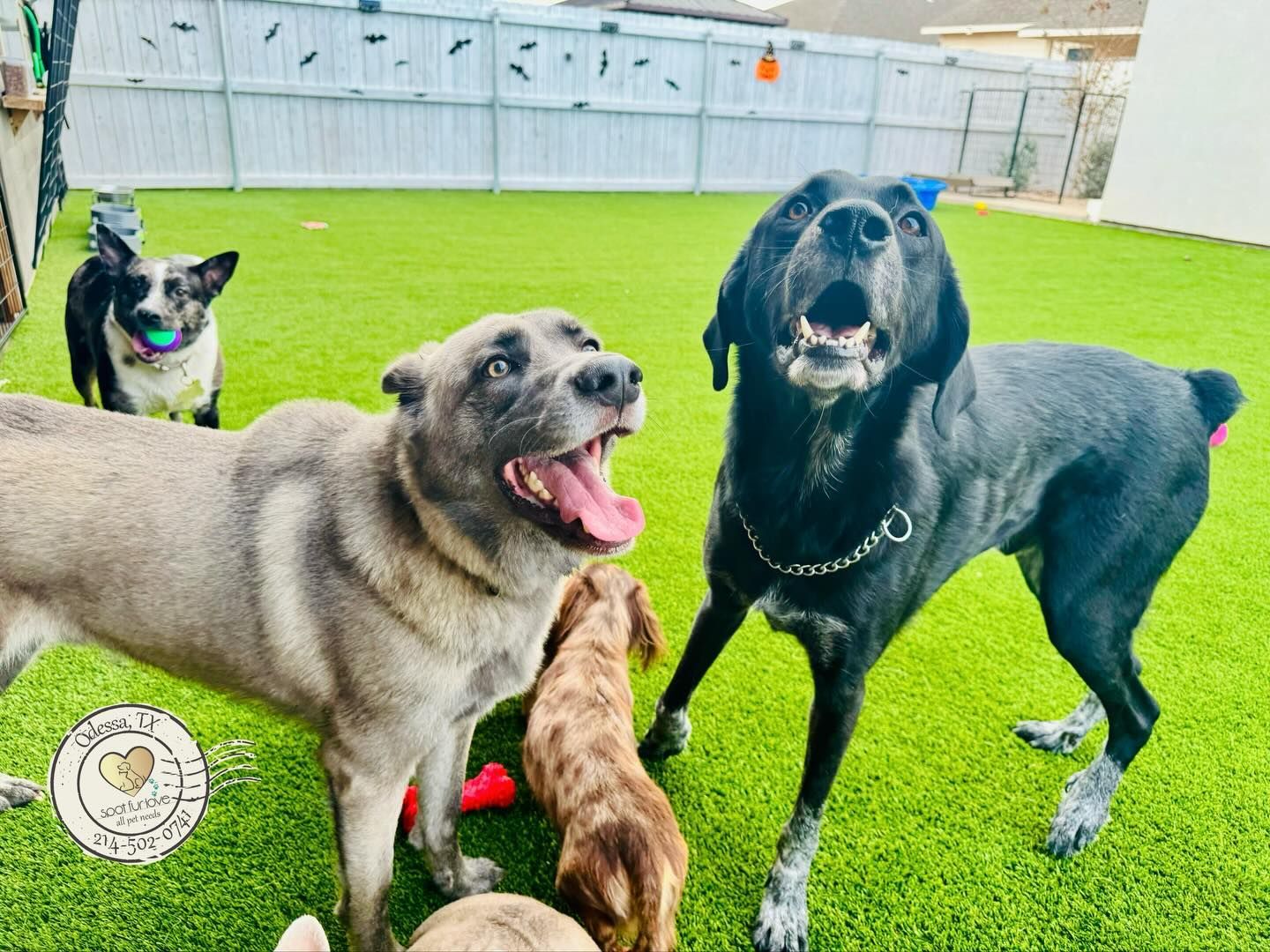 Dogs playing on green turf: gray, black, and brown dogs. One dog barks with mouth open.