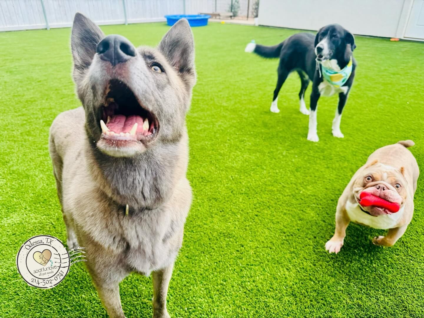 Three dogs on green turf; one with mouth open, another in the background, a bulldog with a chew toy.