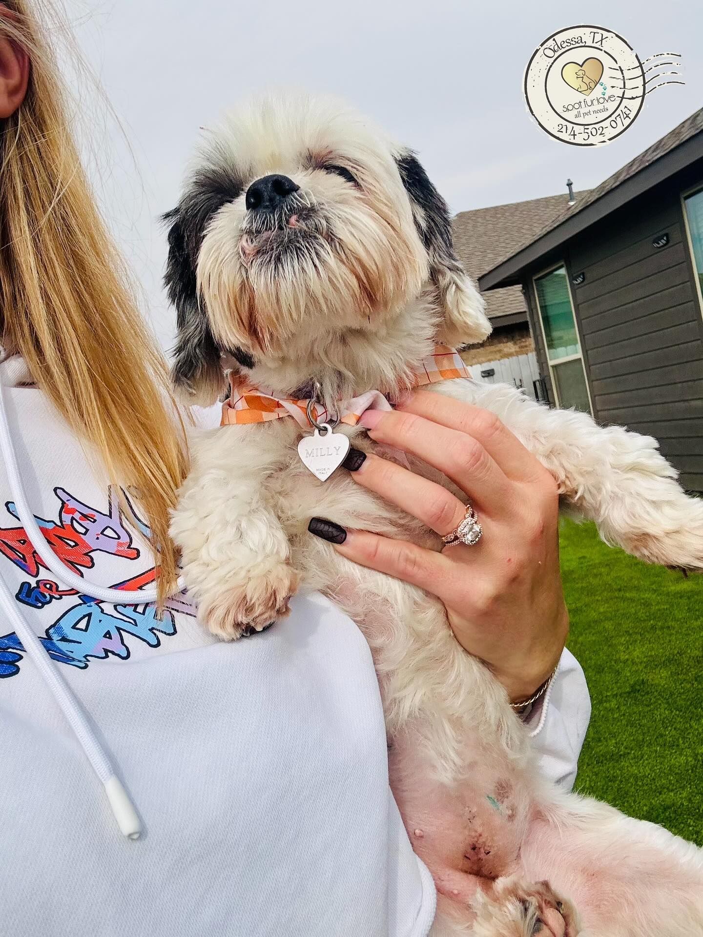 Woman holding a white dog with black markings. Dog is wearing a patterned collar and a heart-shaped tag.