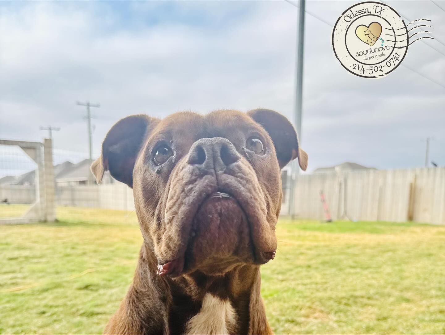 Brown dog with wrinkled face looking upward in grassy yard.