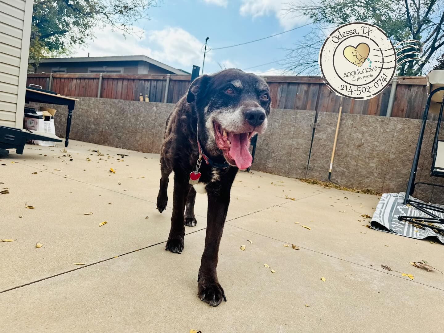 Dog with graying fur, tongue out, walking on a patio. Brown fur, red collar, wooden fence in the background.