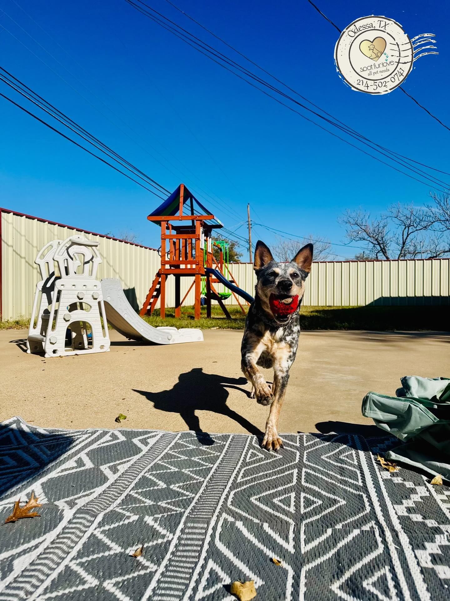 Dog with a red ball runs toward the camera on a rug in a sunny yard with a playground.