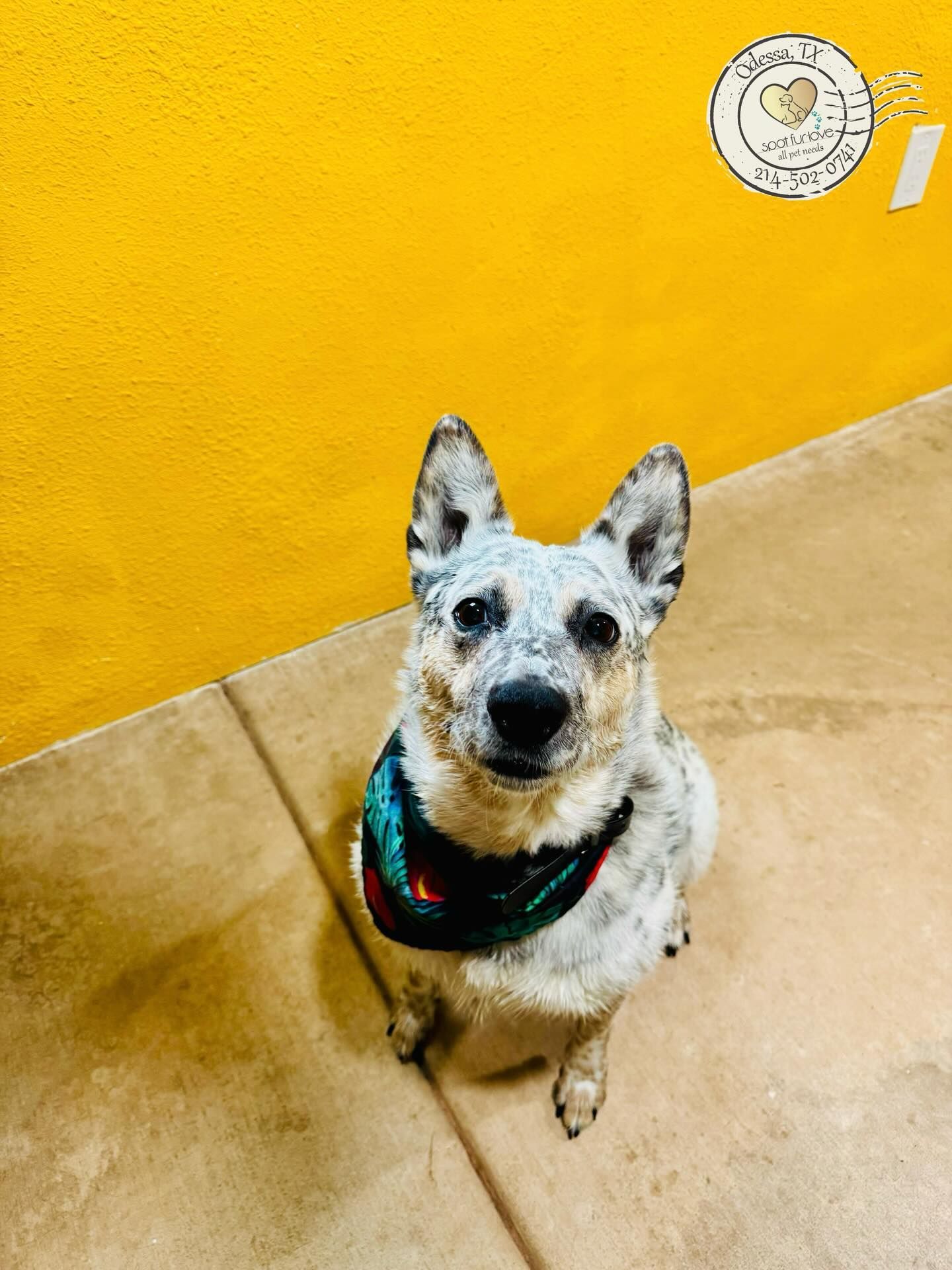 Blue heeler dog wearing a bandana sits on a tiled floor against a yellow wall, looking up.
