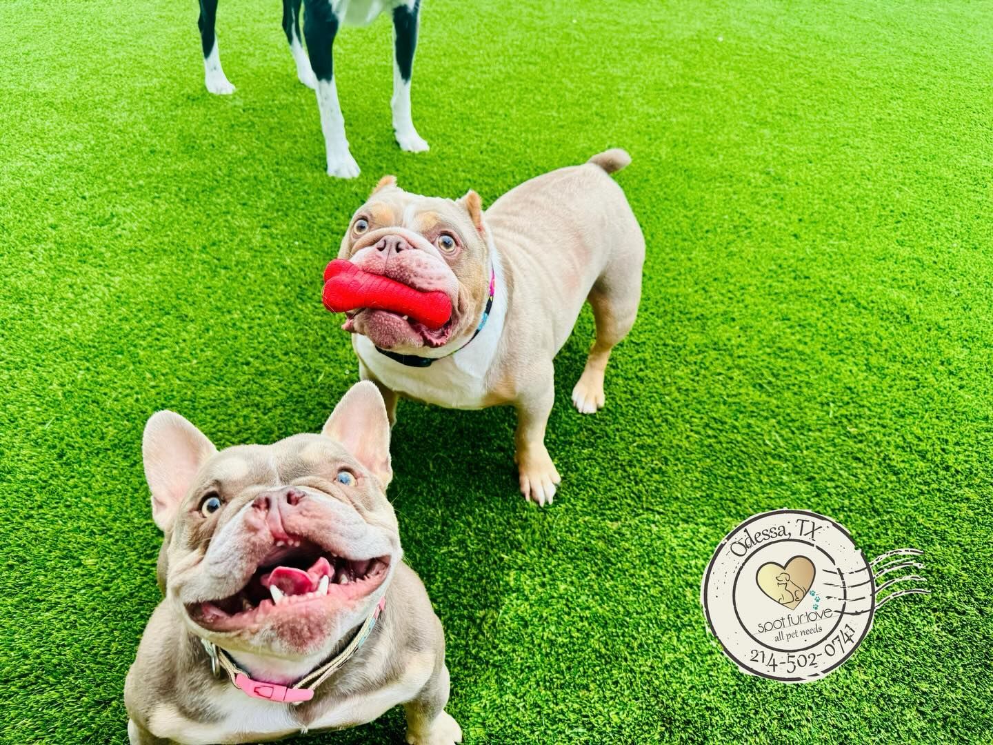 Three dogs on green turf: one with a red toy, two with happy expressions; another dog in the background.