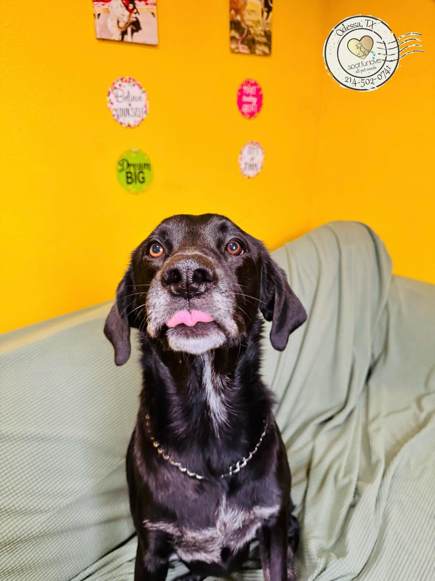 Black dog with tongue out, sitting on green couch against yellow wall with decorations.