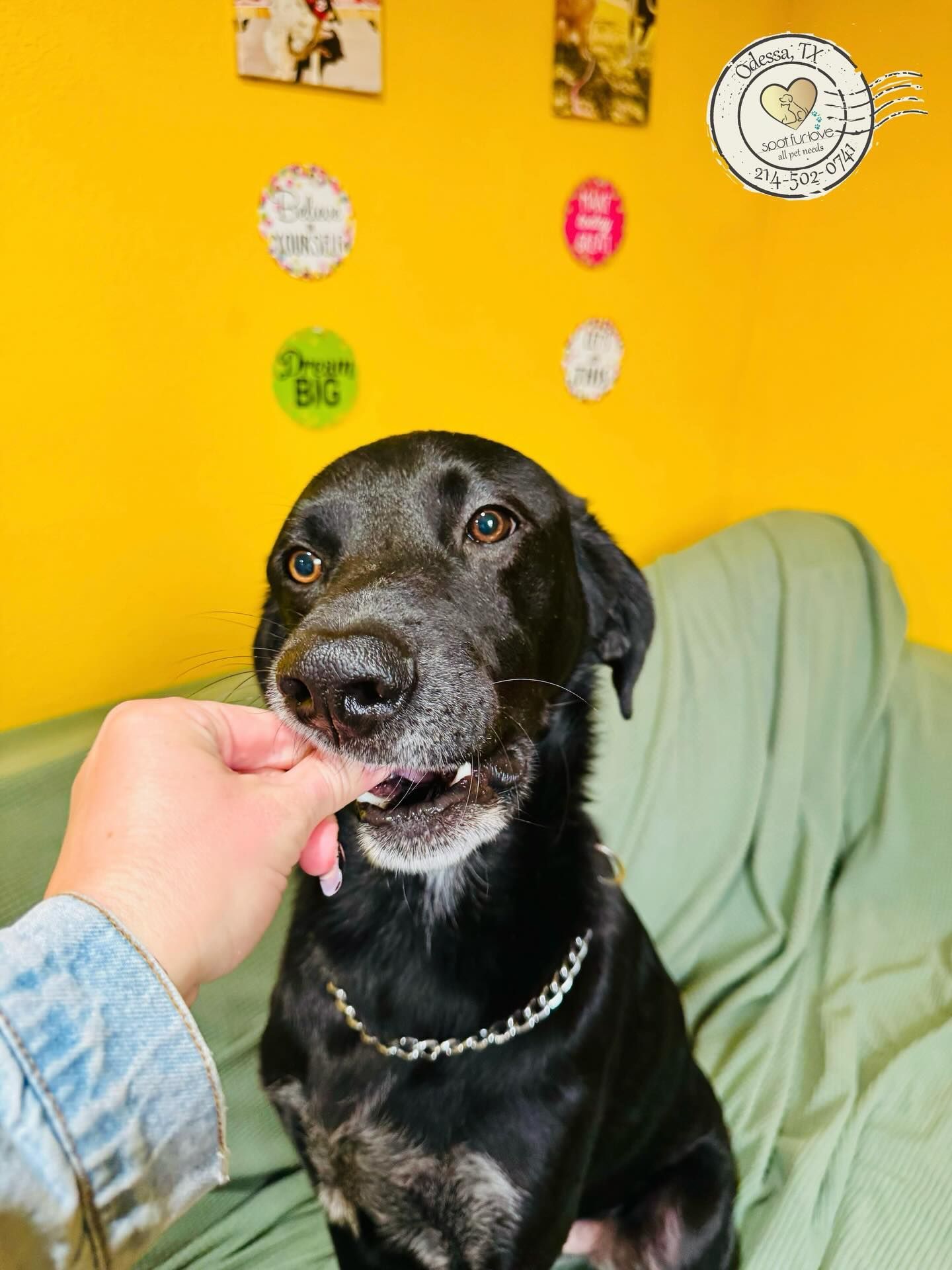 Black dog eating a treat from a hand; sitting on a green couch in front of a yellow wall with stickers.