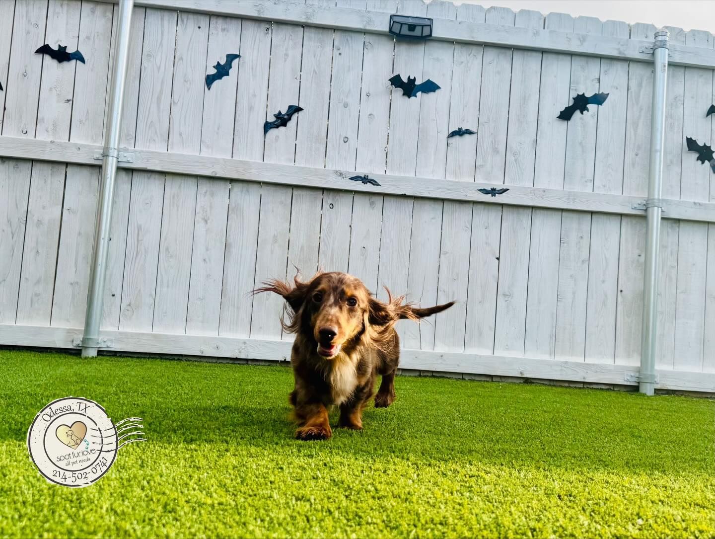 Dachshund dog running on green grass, decorated white fence with bats.