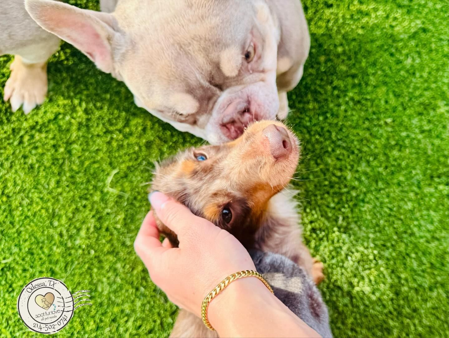 Two dogs snuggled on green grass. One is being petted by a hand with a gold bracelet.