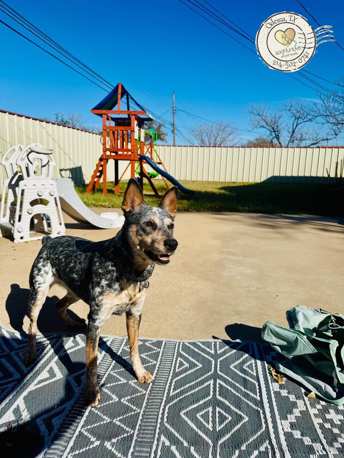 Blue heeler dog stands on a patterned rug in a backyard with a playset and blue sky.
