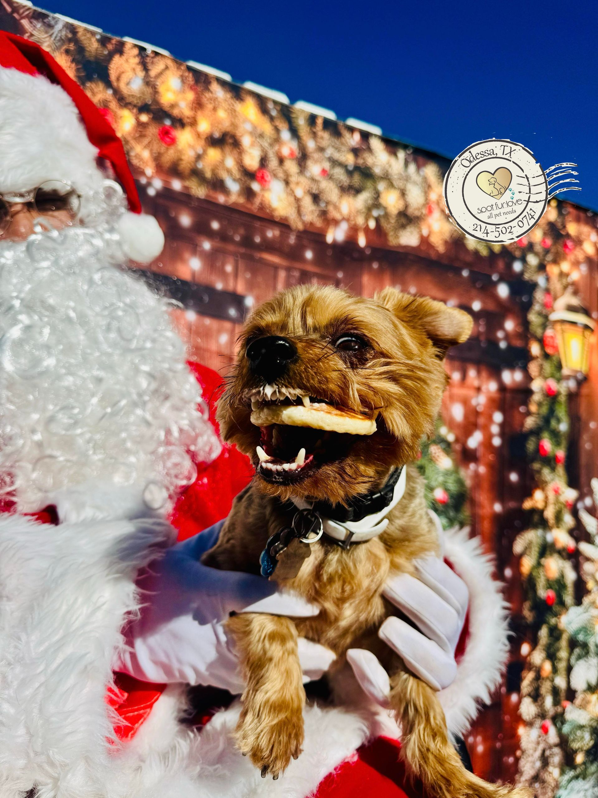 Dog wearing a bandana and harness poses in front of a colorful beach scene backdrop.