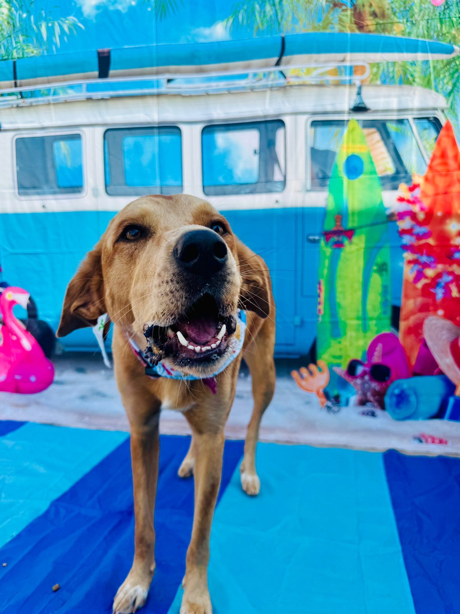 Brown dog smiles, standing on a blue beach blanket in front of a blue van with surfboards.
