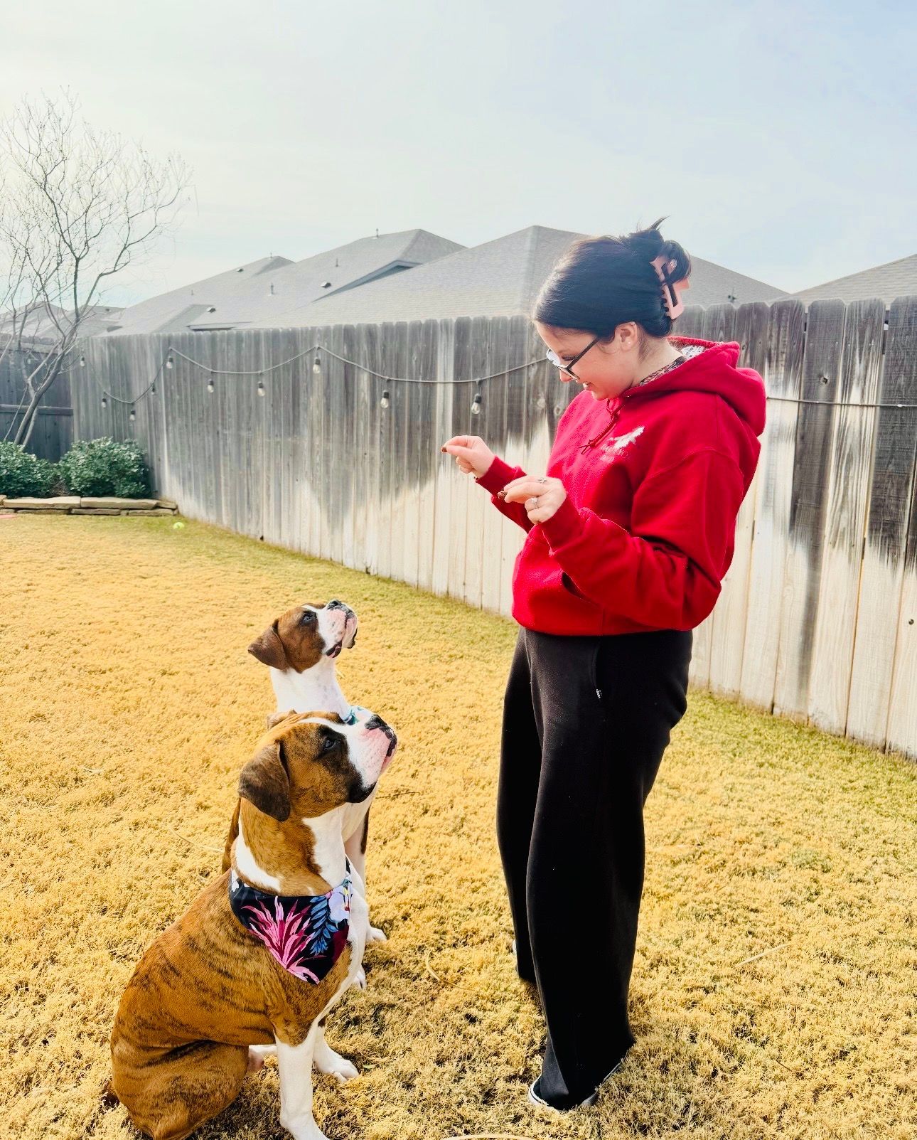 Woman in red hoodie trains two boxer dogs in a backyard.