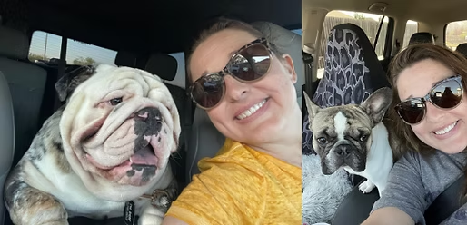 Two women, each with a dog, in a car. One dog is a bulldog, the other is a French bulldog. Both are smiling.