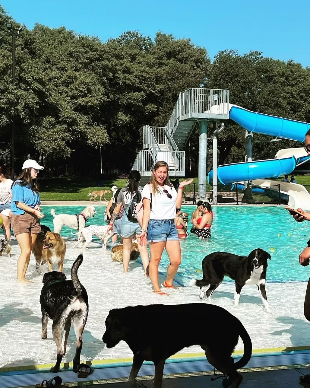 Dogs and people in a pool on a sunny day. A woman smiles and gestures, others swim. Water slides in background.