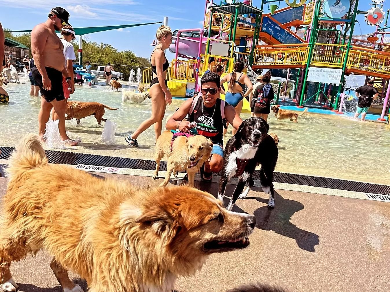 Dogs and people at a water park. Several dogs are in a pool; others walk on the concrete. Water slides and structures are in the background.
