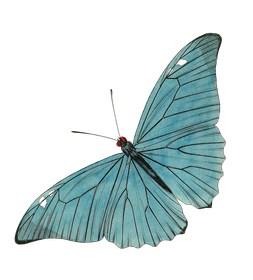 Blue butterfly with open wings on a white background