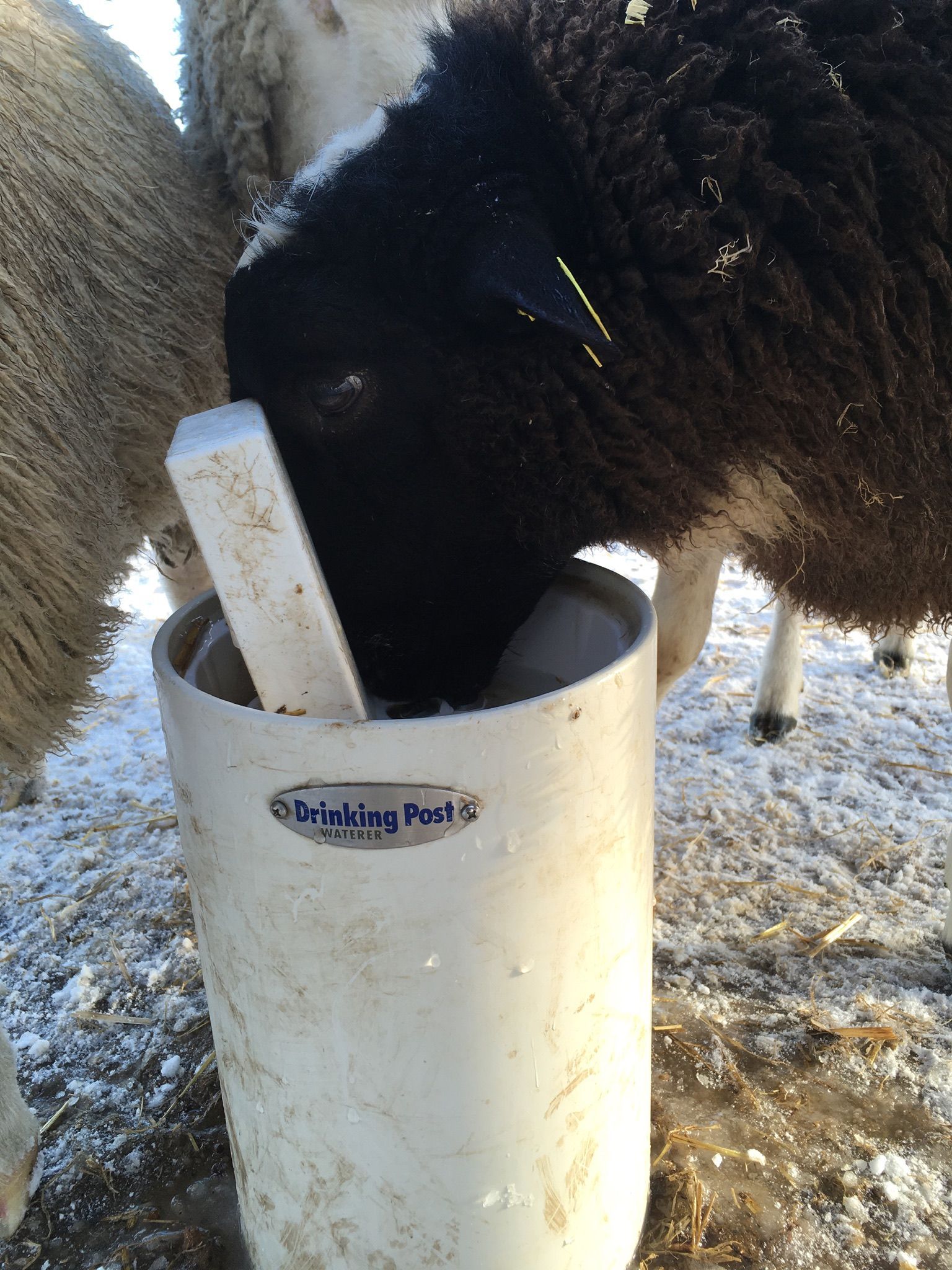 The Drinking Post Waterer for Livestock including horses, goats, cattle, cows, sheep, donkeys, mini horses, ponies, and more