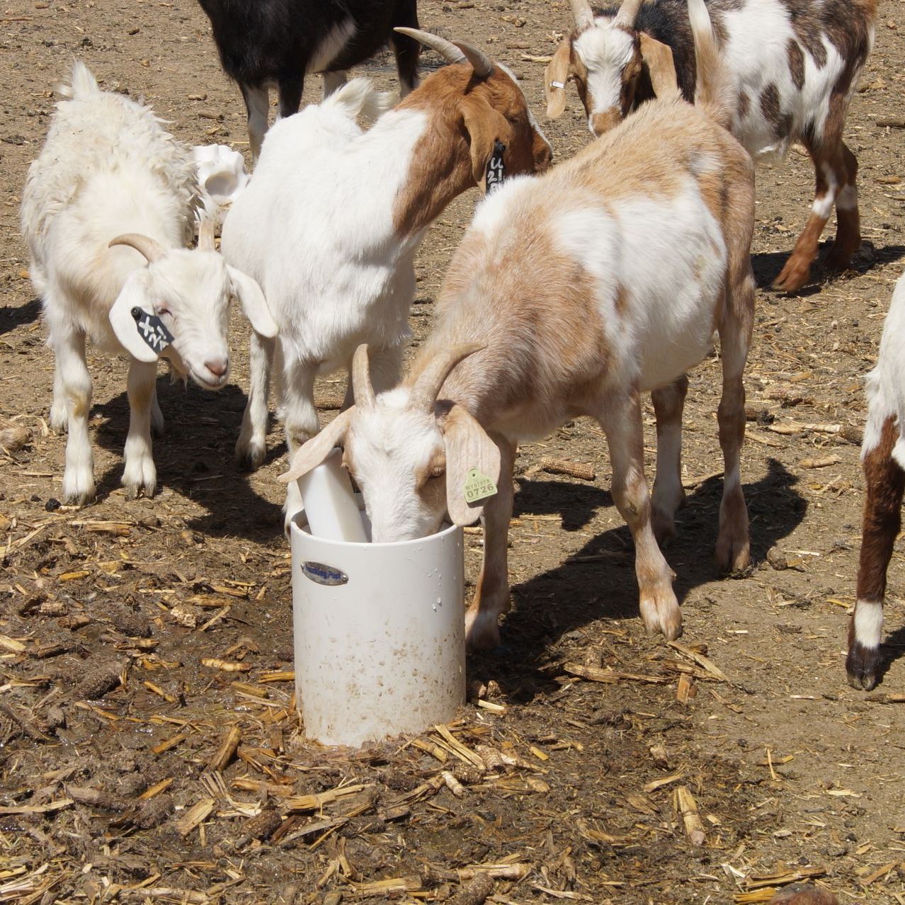 livestock watering system installation services