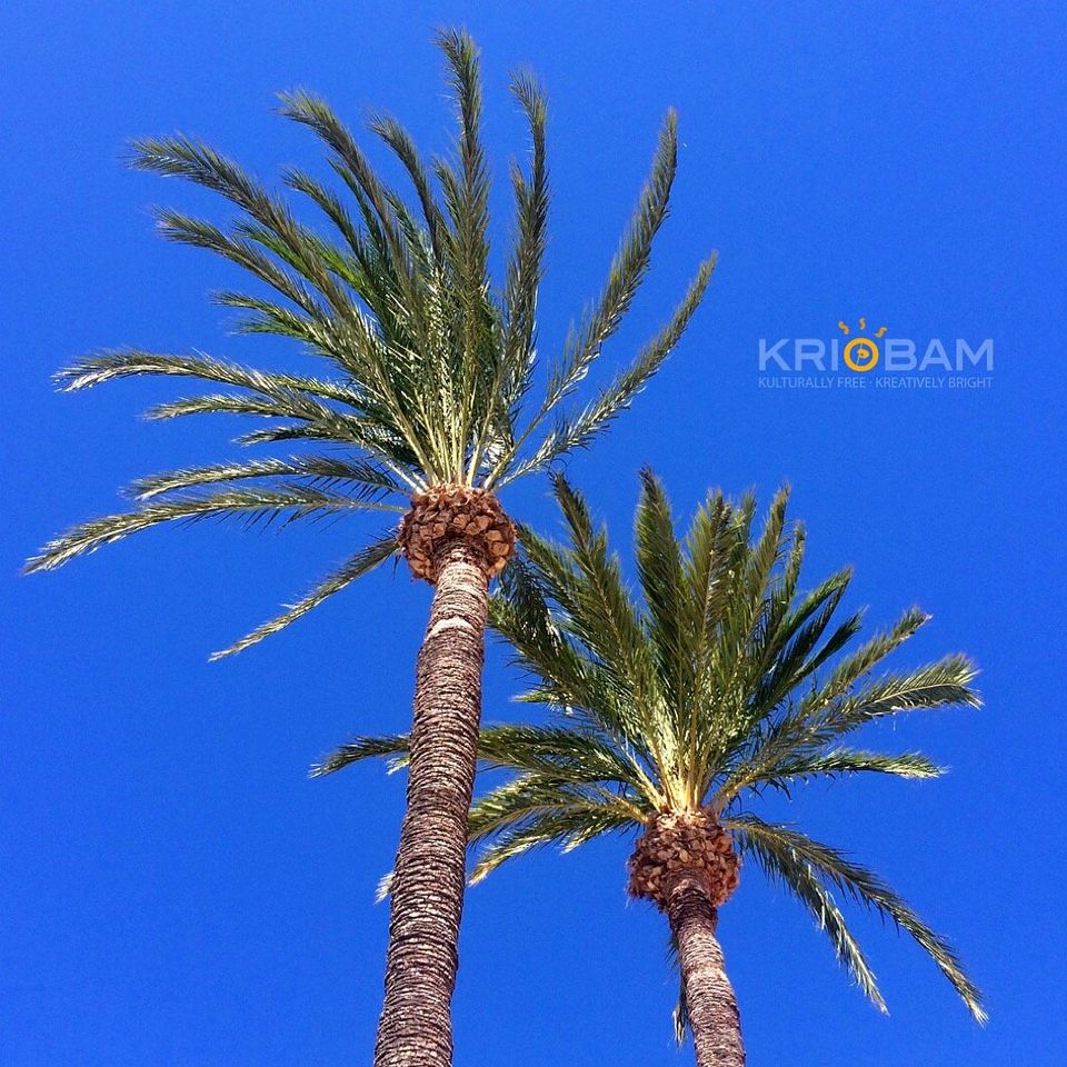 Two palm trees set amongst the bluest of skies.
