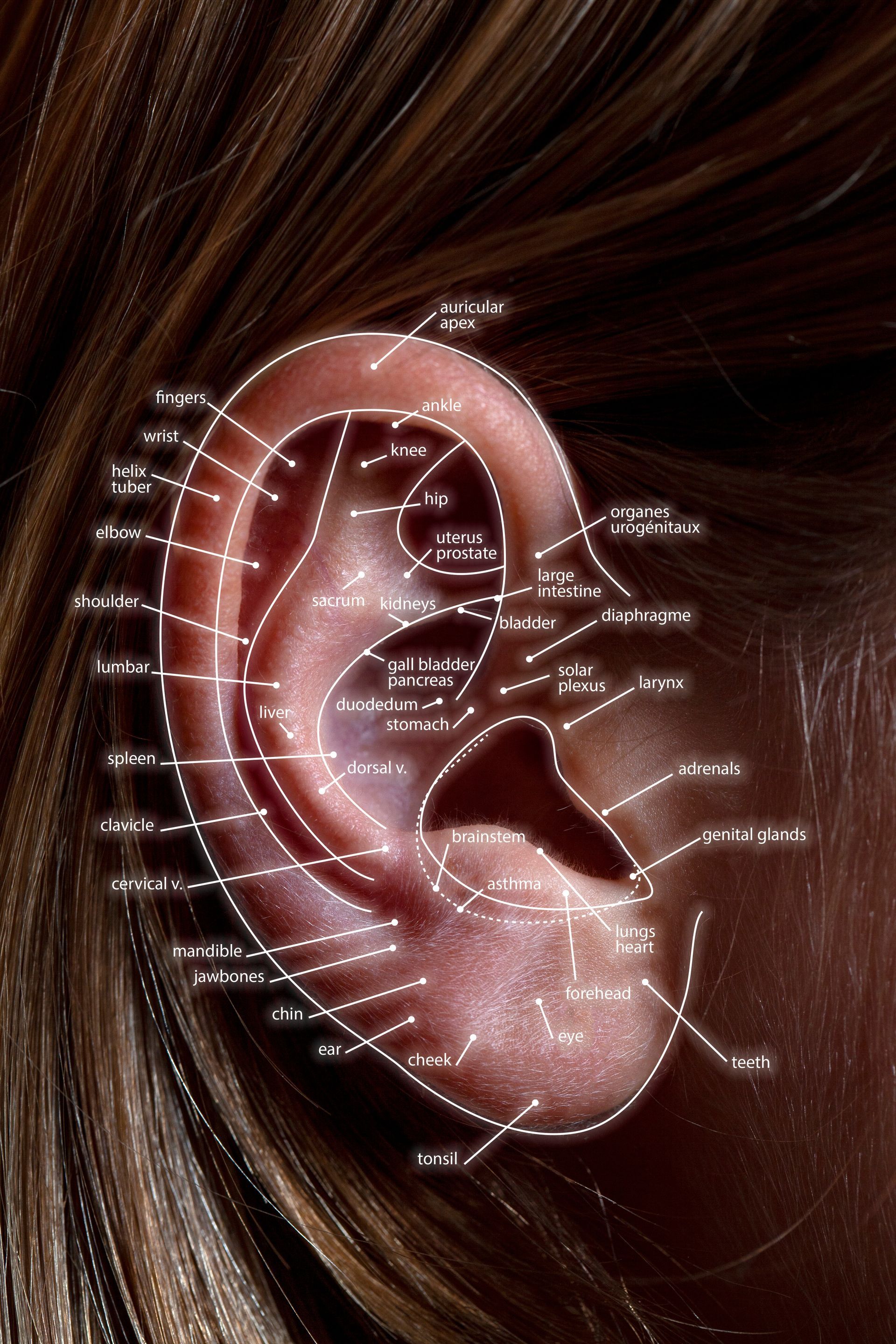 A close up of a woman 's ear with a diagram on it