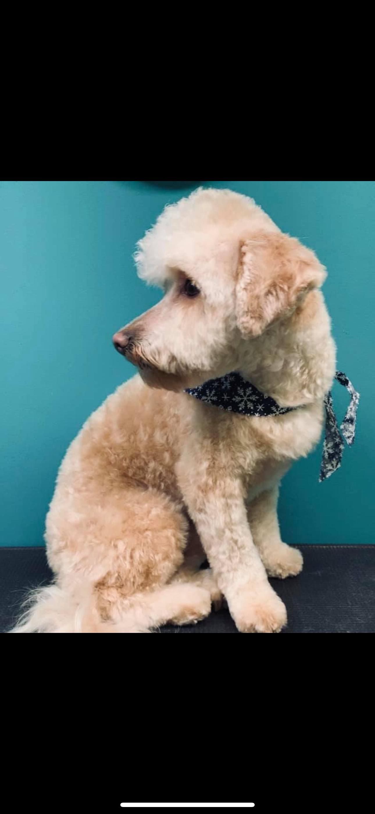 A tan dog with a fluffy haircut sits, wearing a patterned bandana. Turquoise background.