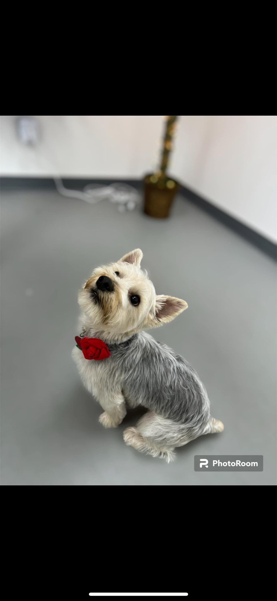 A small, fluffy dog wearing a red bow tie looks upwards in a room with a plant.