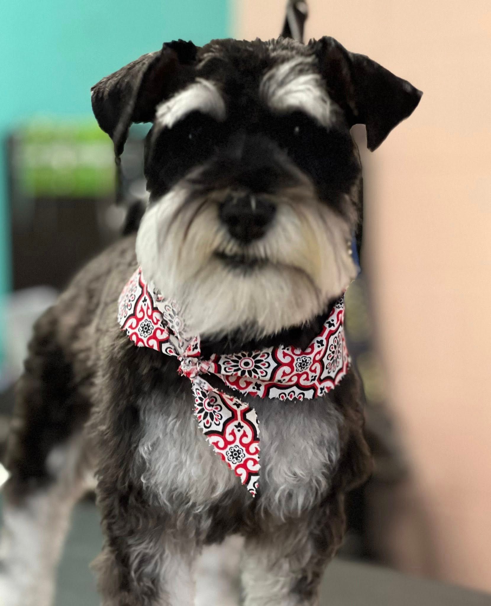 Black and gray Schnauzer wearing a red patterned bandana.