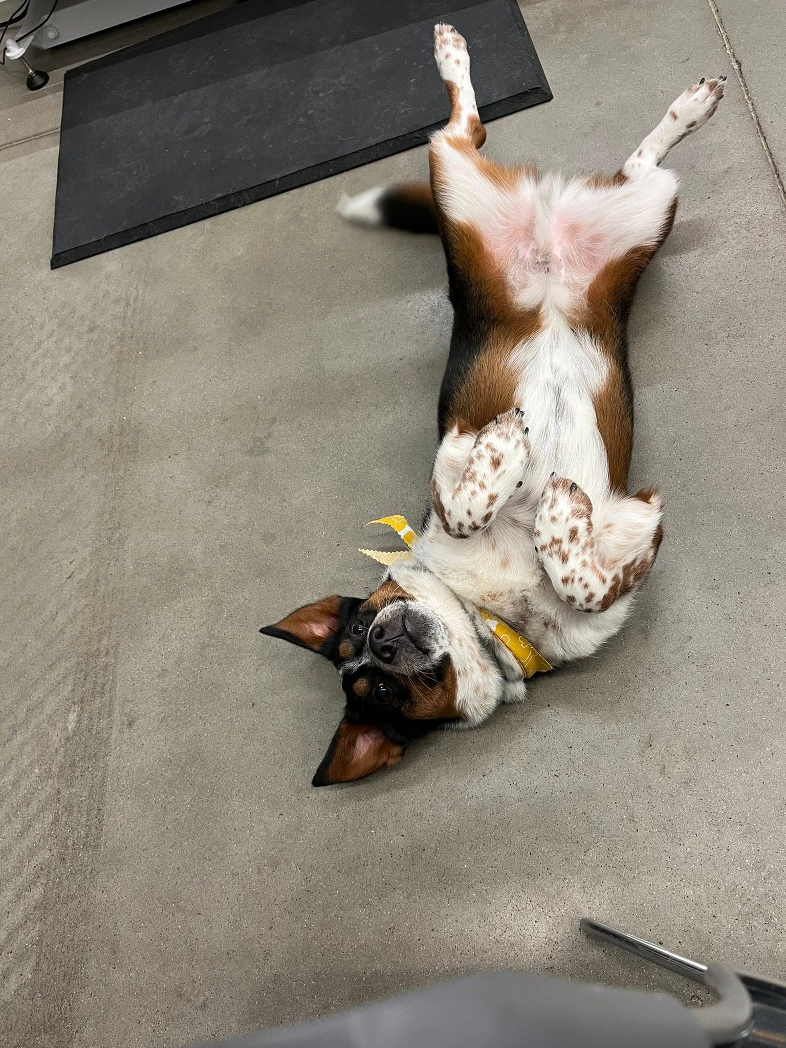 Dog lying on its back on a concrete floor, showing belly, eyes open, and floppy ears.