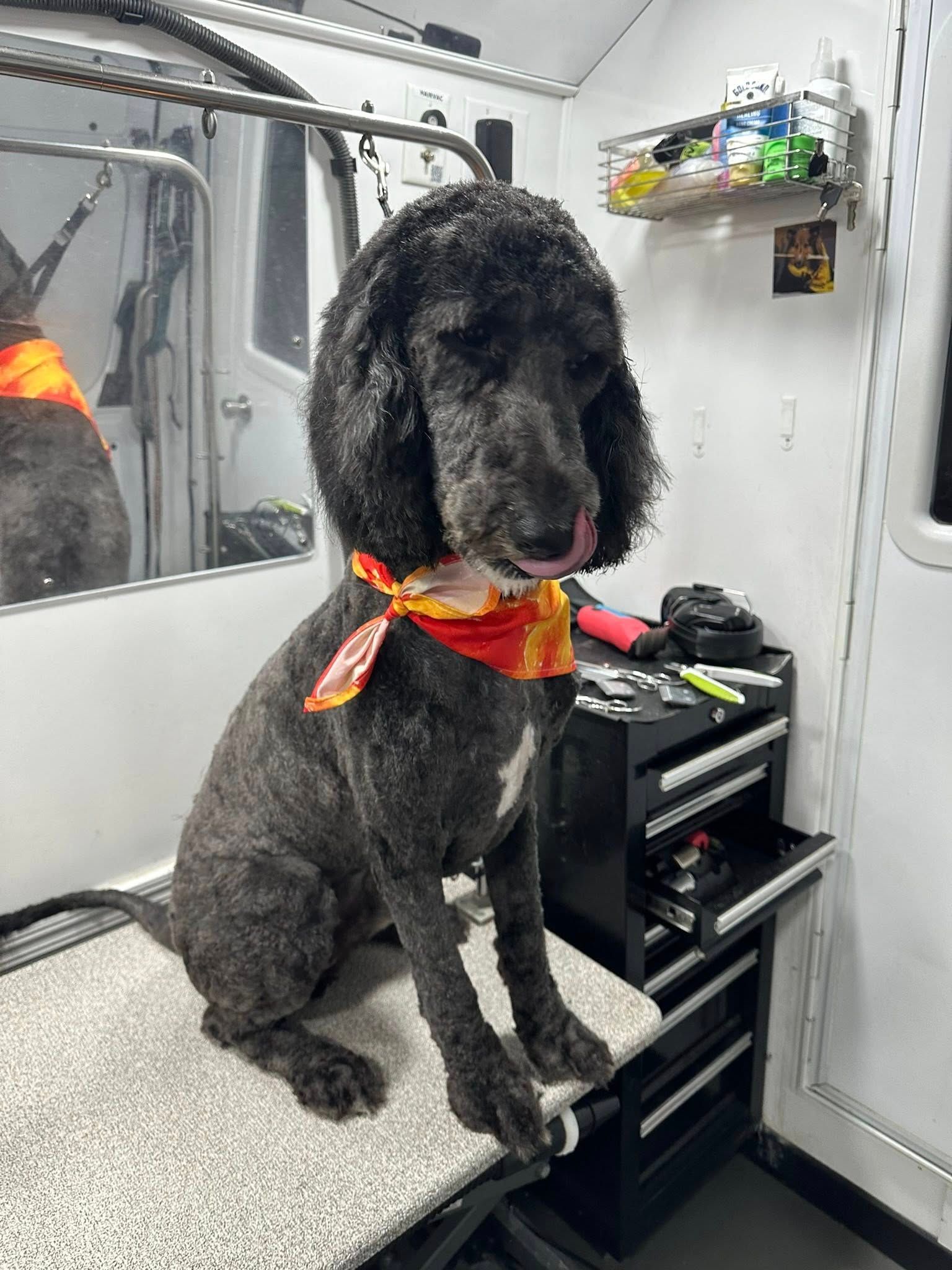 Black poodle with a stylish haircut, wearing a bandana, sitting on a grooming table.