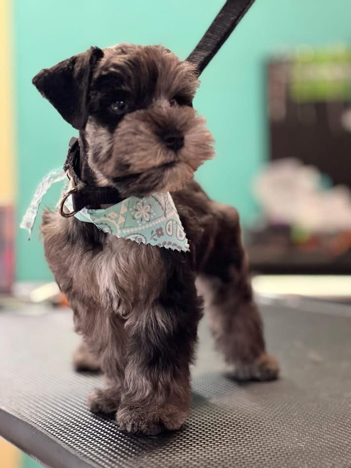 Miniature Schnauzer puppy with black and gray fur, wearing a blue bandana, standing on a table.