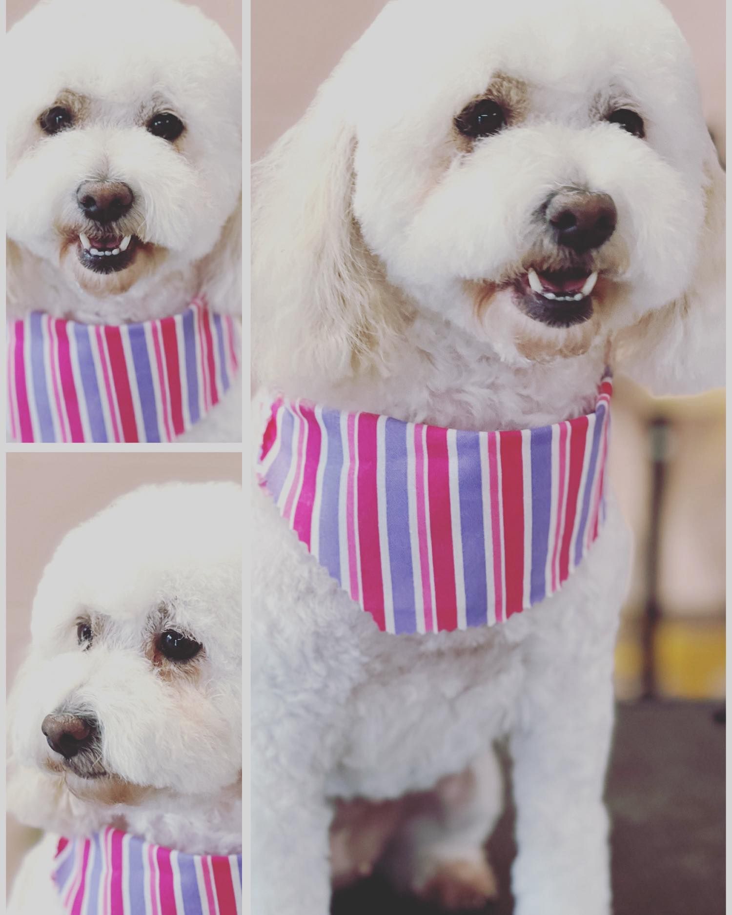 A fluffy white dog with a striped pink and purple bandana, smiling.